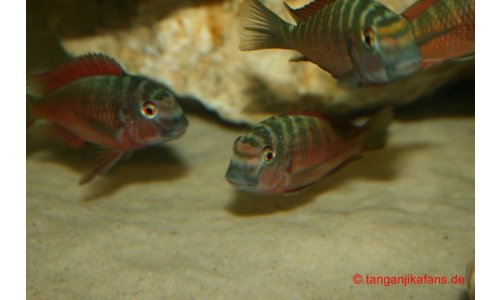 Tropheus Moorii Moliro